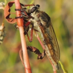 Colepia ingloria (A robber fly) at Paddys River, ACT - 12 Mar 2019 by michaelb