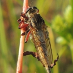 Colepia ingloria at Paddys River, ACT - 12 Mar 2019 05:46 PM