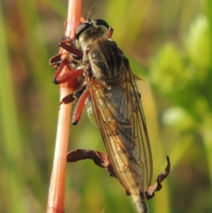 Colepia ingloria at Paddys River, ACT - 12 Mar 2019 05:46 PM