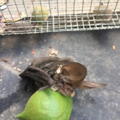 Nyctophilus geoffroyi at Budgong, NSW - 30 Apr 2019 by Ry