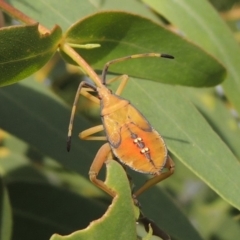 Amorbus sp. (genus) (Eucalyptus Tip bug) at Point Hut to Tharwa - 12 Mar 2019 by michaelb