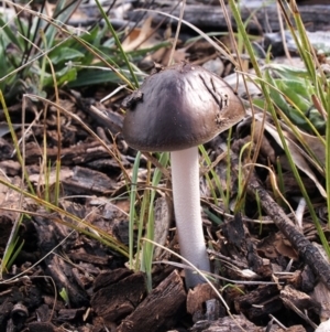 Oudemansiella gigaspora group at Weetangera, ACT - 5 May 2019