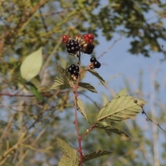 Rubus anglocandicans (Blackberry) at Tuggeranong DC, ACT - 12 Mar 2019 by michaelb