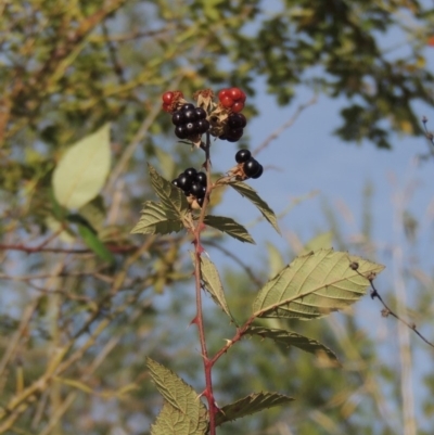 Rubus anglocandicans (Blackberry) at Tuggeranong DC, ACT - 12 Mar 2019 by michaelb