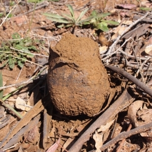 Pisolithus marmoratus at Dunlop, ACT - 5 May 2019