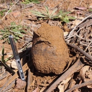 Pisolithus marmoratus at Dunlop, ACT - 5 May 2019