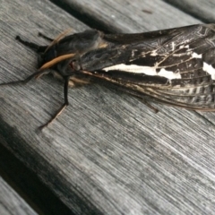 Abantiades atripalpis (Bardee grub/moth, Rain Moth) at Wonboyn, NSW - 5 May 2019 by ellepoy@yahoo.com.au