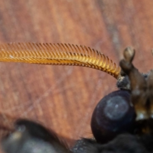 Abantiades atripalpis at Wonboyn, NSW - 5 May 2019