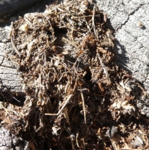 Papyrius nitidus at Theodore, ACT - 6 May 2019