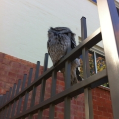 Podargus strigoides (Tawny Frogmouth) at Australian National University - 5 May 2019 by TimYiu