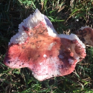 Russula sp. (genus) at Mirador, NSW - 6 May 2019 07:58 AM