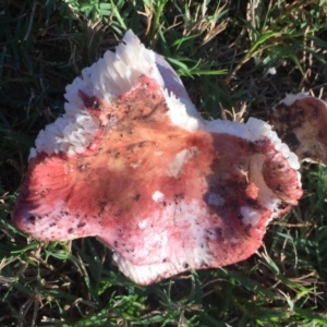 Russula sp. (genus) at Mirador, NSW - 6 May 2019