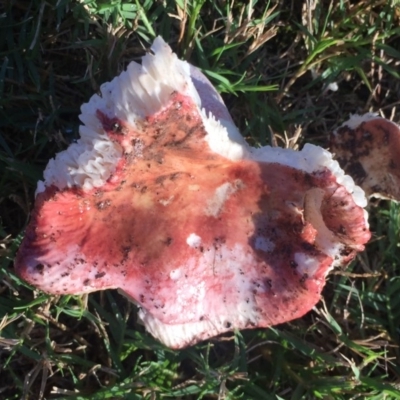 Russula sp. (genus) (Russula) at Mirador, NSW - 6 May 2019 by hynesker1234