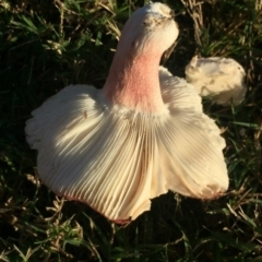Russula sp. (genus) at Mirador, NSW - 6 May 2019 07:58 AM