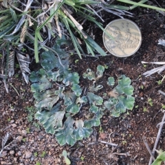 Riccia cartilaginosa at Dunlop, ACT - 28 Apr 2019