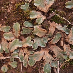 Riccia spongiosula at Dunlop, ACT - 5 May 2019