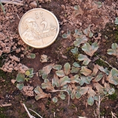 Riccia spongiosula at Dunlop, ACT - 5 May 2019