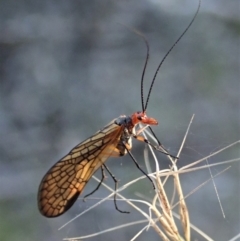 Chorista australis (Autumn scorpion fly) at Aranda Bushland - 29 Apr 2019 by CathB