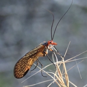 Chorista australis at Dunlop, ACT - 29 Apr 2019