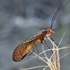 Chorista australis at Dunlop, ACT - 29 Apr 2019 04:03 PM