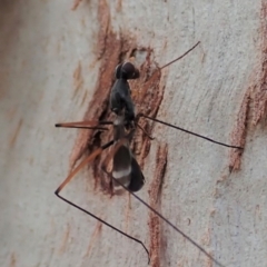 Metopochetus compressus (Stilt fly) at Cook, ACT - 1 May 2019 by CathB