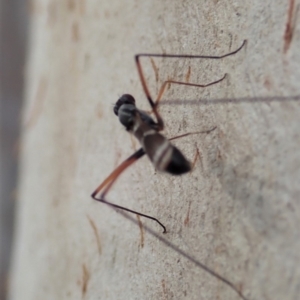 Metopochetus compressus at Cook, ACT - 1 May 2019