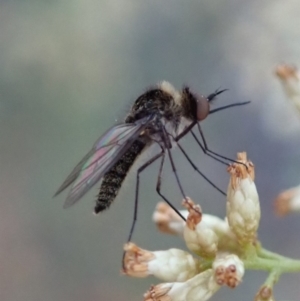 Geron sp. (genus) at Dunlop, ACT - 1 May 2019