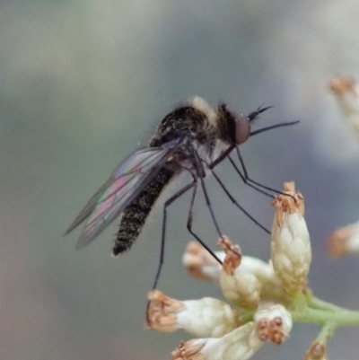 Geron sp. (genus) (Slender Bee Fly) at Point 4152 - 1 May 2019 by CathB