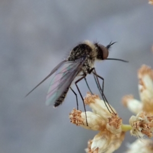 Geron sp. (genus) at Dunlop, ACT - 1 May 2019 04:49 PM