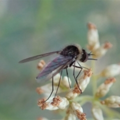 Geron sp. (genus) at Dunlop, ACT - 1 May 2019