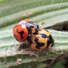 Coccinella transversalis (Transverse Ladybird) at Mount Painter - 4 May 2019 by CathB