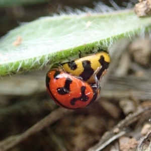 Coccinella transversalis at Cook, ACT - 4 May 2019 11:55 AM