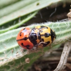 Coccinella transversalis at Cook, ACT - 4 May 2019 11:55 AM