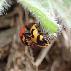 Coccinella transversalis at Cook, ACT - 4 May 2019 11:55 AM