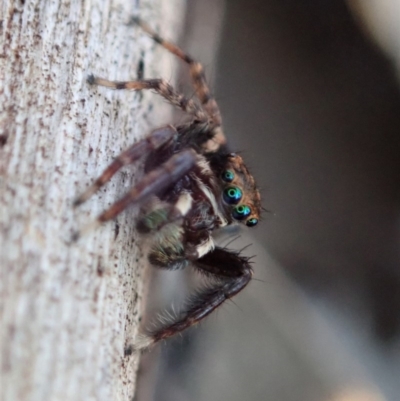 Jotus auripes (Jumping spider) at Dunlop, ACT - 29 Apr 2019 by CathB