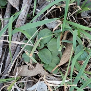 Diplodium laxum at Dunlop, ACT - 1 May 2019