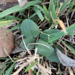 Diplodium laxum at Dunlop, ACT - suppressed