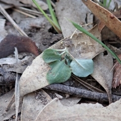 Diplodium laxum at Dunlop, ACT - 1 May 2019