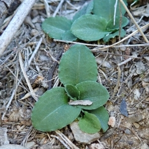 Pterostylis nutans at Dunlop, ACT - 1 May 2019