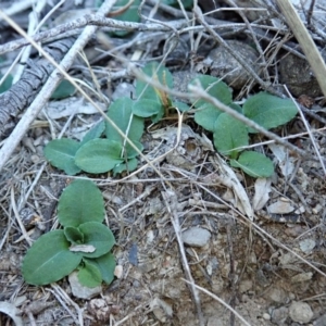 Pterostylis nutans at Dunlop, ACT - suppressed