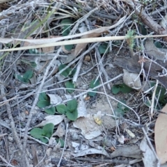 Pterostylis nutans at Dunlop, ACT - 1 May 2019