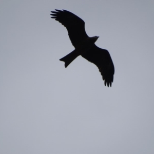 Milvus migrans at Fyshwick, ACT - 4 May 2019