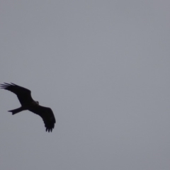 Milvus migrans at Fyshwick, ACT - 4 May 2019 01:03 PM