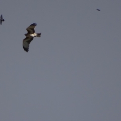 Hieraaetus morphnoides (Little Eagle) at Fyshwick, ACT - 4 May 2019 by roymcd