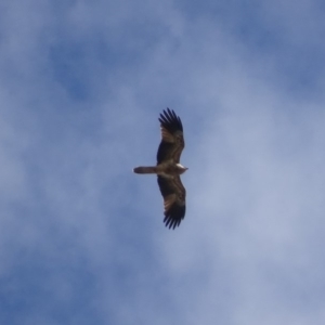 Haliastur sphenurus at Fyshwick, ACT - 4 May 2019