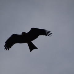 Milvus migrans (Black Kite) at Jerrabomberra, ACT - 5 May 2019 by roymcd