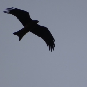 Milvus migrans at Jerrabomberra, ACT - 5 May 2019