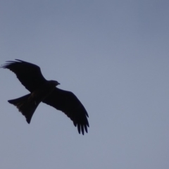 Milvus migrans at Jerrabomberra, ACT - 5 May 2019 04:39 PM