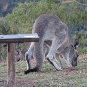 Macropus giganteus at Garran, ACT - 5 May 2019