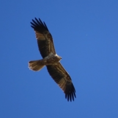 Haliastur sphenurus (Whistling Kite) at Fyshwick, ACT - 6 May 2019 by roymcd